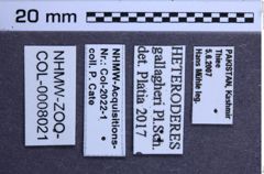 Etiketten zu Heteroderes gallagheri (NHMW-ZOO-COL-0008021)